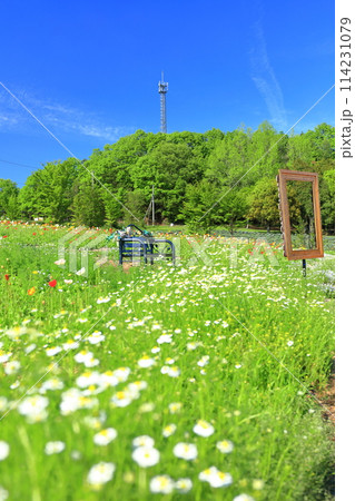 【広島県】晴天の香山ラベンダーの丘のポピー 【広島県】晴天の香山ラベンダーの丘のポピー 114231079