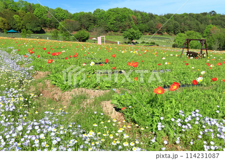 【広島県】晴天の香山ラベンダーの丘のポピー 【広島県】晴天の香山ラベンダーの丘のポピー 114231087
