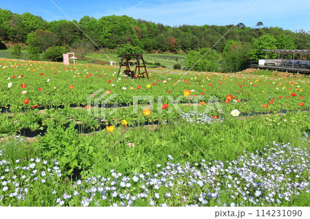 【広島県】晴天の香山ラベンダーの丘のポピー 【広島県】晴天の香山ラベンダーの丘のポピー 114231090