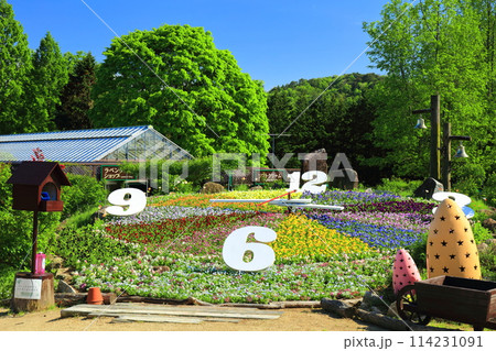 【広島県】晴天の香山ラベンダーの丘の花時計 【広島県】晴天の香山ラベンダーの丘の花時計 114231091