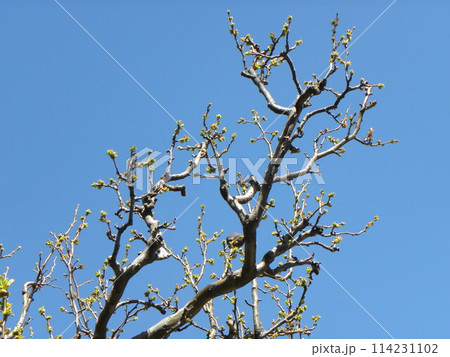 秋には実が黄色く色づき健康に役立つ我が家のカリンの芽吹き 114231102