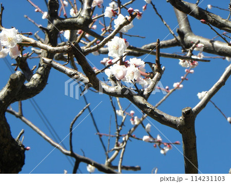 満開になった我が家の白い花の梅 満開になった我が家の白い花の梅 114231103