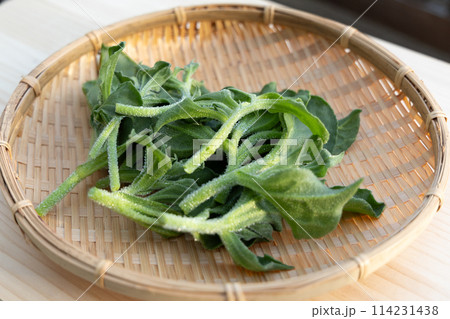 旬のアイスプラント 114231438