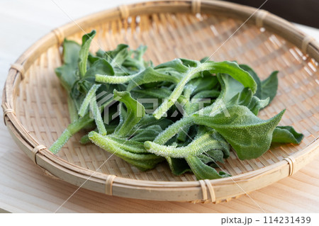 旬のアイスプラント 114231439