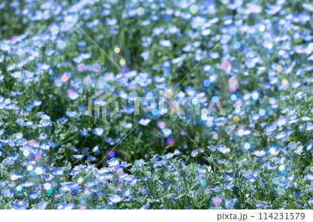 ネモフィラの青い花 114231579