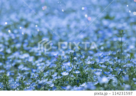 ネモフィラの青い花 ネモフィラの青い花 114231597