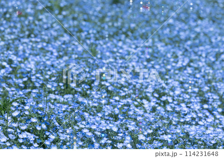 ネモフィラの青い花 ネモフィラの青い花 114231648