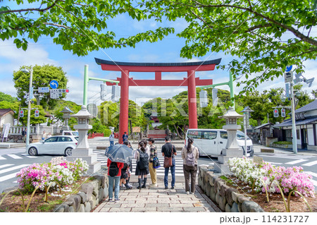 鎌倉 新緑の若宮大路の段葛から眺める鶴岡八幡宮 鎌倉 新緑の若宮大路の段葛から眺める鶴岡八幡宮 114231727
