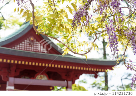 鎌倉 鶴岡八幡宮の源氏池にある旗上弁財天社の藤の花 114231730