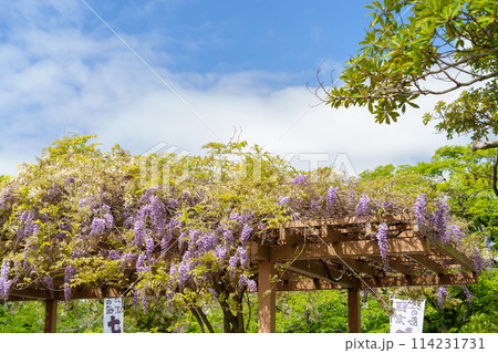 鎌倉 鶴岡八幡宮の源氏池にある旗上弁財天社の藤の花 鎌倉 鶴岡八幡宮の源氏池にある旗上弁財天社の藤の花 114231731