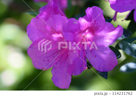 木漏れ日を浴びるツツジの花 木漏れ日を浴びるツツジの花 114231762