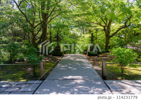 鎌倉 妙本寺の二天門から望む参道の石灯籠 鎌倉 妙本寺の二天門から望む参道の石灯籠 114231779