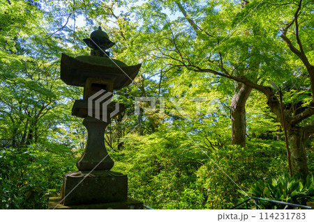 鎌倉 妙本寺の二天門から望む参道の石灯籠 114231783