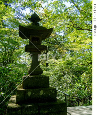 鎌倉 妙本寺の二天門から望む参道の石灯籠 114231784