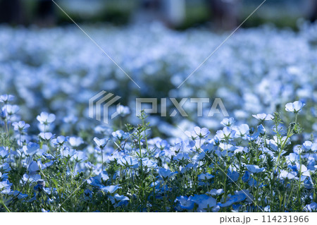 青いネモフィラ畑 114231966