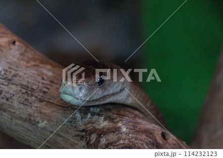 木の枝に止まるアオダイショウ 木の枝に止まるアオダイショウ 114232123