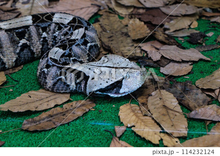 落ち葉の上に身を乗り出した毒ヘビ 114232124