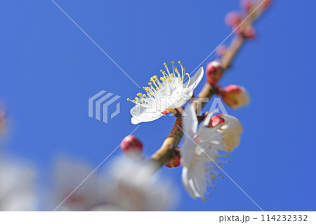 梅の花 梅の花 114232332