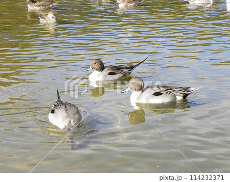 稲毛海浜公園浜の池に来たオナガガモ 114232371