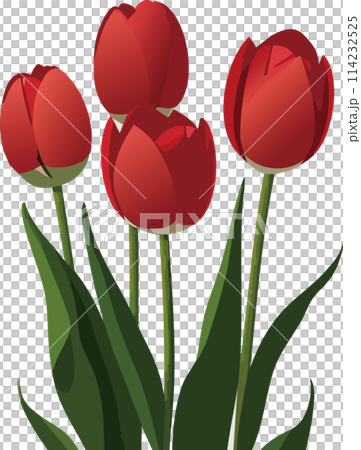 紅色鬱金香 紅色鬱金香 114232525