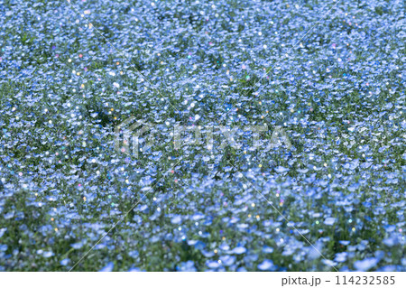 ネモフィラの丘 114232585