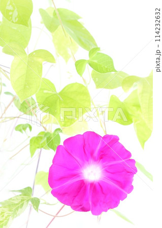 ピンク色のアサガオ　大輪の花　明るい背景 114232632