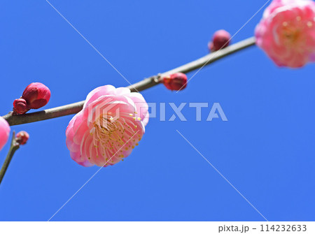 梅の花 114232633