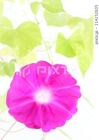 ピンク色のアサガオ　大輪の花　明るい背景 114232635