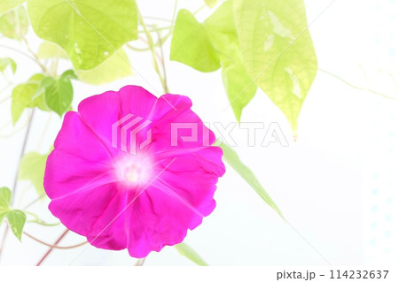 ピンク色のアサガオ　大輪の花　明るい背景 114232637