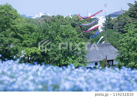 大空に泳ぐ鯉のぼり 114232810