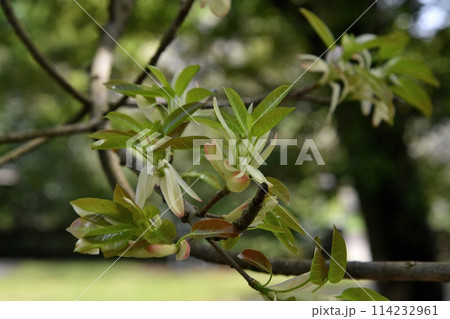 アコウの大木の新芽 アコウの大木の新芽 114232961