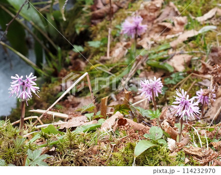 林内の水辺に咲くショウジョウバカマの花 114232970