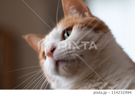 見つめる猫　茶トラ白 114232994