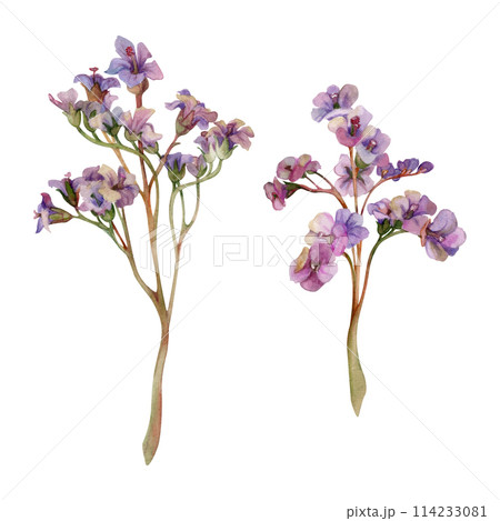Hand drawn watercolor illustration shabby boho botanical flowers. Bergenia lungwort pulmonaria angelonia bacopa heliotrope, sea lavender. Single object isolated on white. Design wedding, love cards Hand drawn watercolor illustration shabby boho botanical flowers. Bergenia lungwort pulmonaria angelonia bacopa heliotrope, sea lavender. Single object isolated on white. Design wedding, love cards 114233081