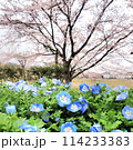 満開の桜と青い紫陽花 114233383