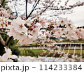 桜のある風景 114233384