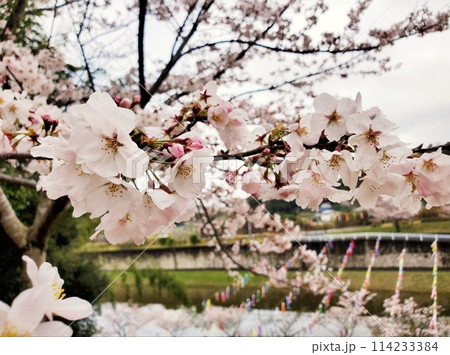 桜のある風景 桜のある風景 114233384