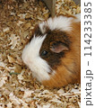 餌を食べるモルモット 114233385