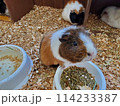 モルモットのいる風景 114233387