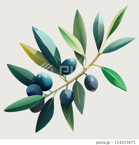 A leafy olive tree branch with three olives on it. The olives are dark and shiny A leafy olive tree branch with three olives on it. The olives are dark and shiny 114233671