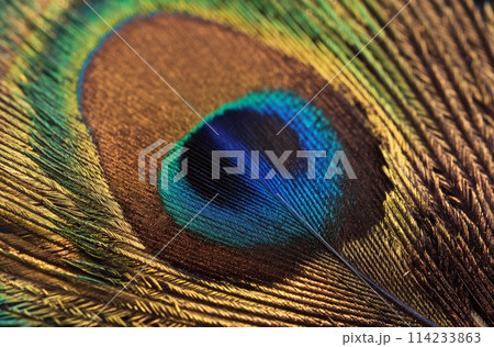 Close-up peacock feather texture 114233863
