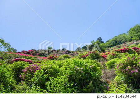 静岡県熱海市 姫の沢公園のツツジ 静岡県熱海市 姫の沢公園のツツジ 114234644