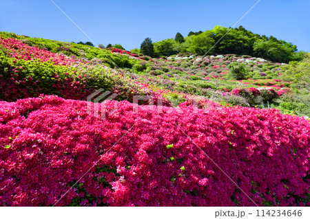 静岡県熱海市　姫の沢公園のツツジ 114234646