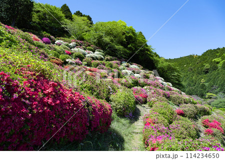 静岡県熱海市　姫の沢公園のツツジ 114234650
