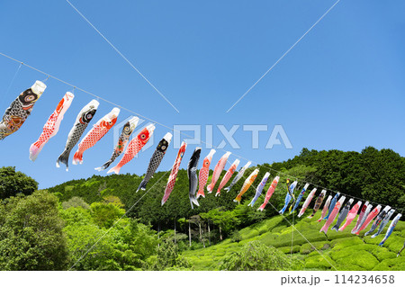 静岡県熱海市　姫の沢公園の鯉のぼりイベント 114234658