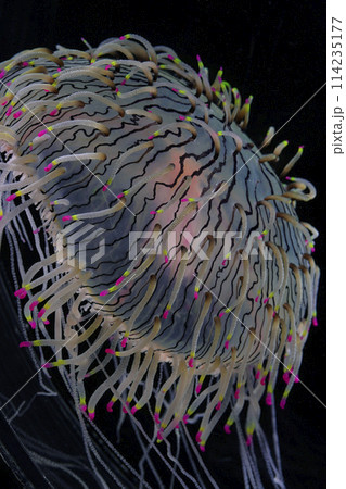 ハナガサクラゲ 114235177