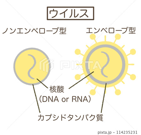 ウイルスの構造図 ウイルスのイラスト素材 ウイルスの構造図 ウイルスのイラスト素材 114235231