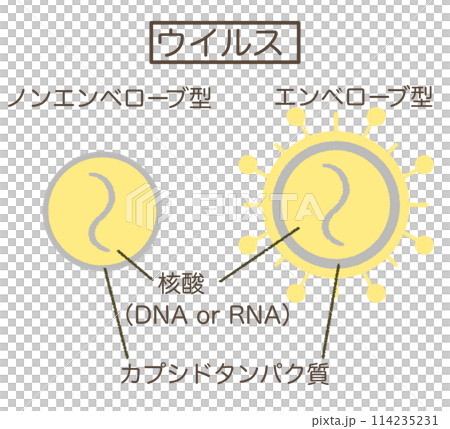 Virus structure diagram Virus illustration material 114235231