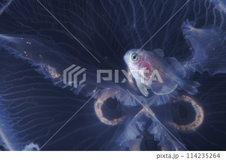 ハナビラウオとミズクラゲ 114235264