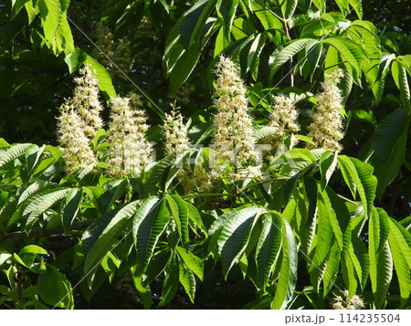 トチノキの花 トチノキの花 114235504